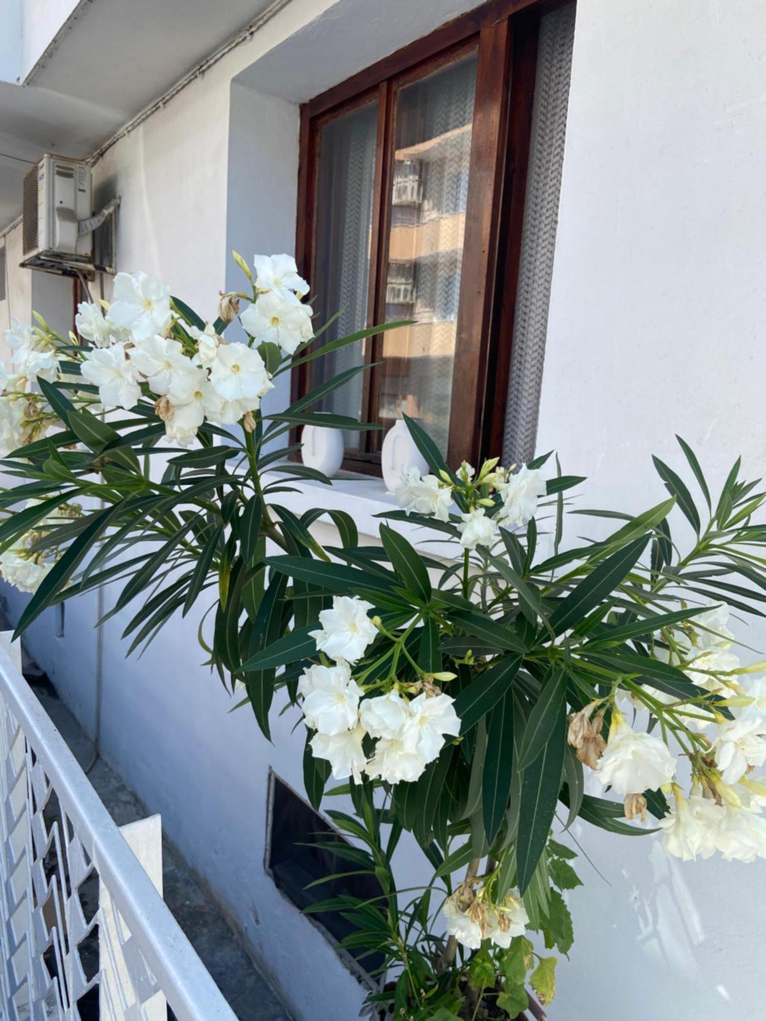 Guest House Hei Taka โซโซโปล ภายนอก รูปภาพ